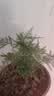 文竹盆栽绿植花卉盆景植物室内客厅水培文松云竹文竹大苗四季常青 小文竹【1颗】原盆原土球发货 高度15-25cm 实拍图