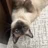 pidan猫砂 豆腐猫砂2.4kg*4包强力吸臭纯猫砂 可冲厕所非膨润土砂 实拍图