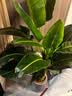 双盟天堂鸟大型植物客厅绿植盆栽办公室内鹤望兰好养落地网红源头直发 实拍图