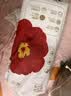 宜婴红山茶花婴儿拉拉裤4XL码超薄宝宝尿不湿28片【未检出甲酰胺】 实拍图
