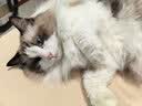 皇家猫粮 成猫猫粮 营养均衡 F32 通用粮 1-7岁 2KG 实拍图