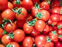 云南新鲜千禧圣女果小番茄现摘现发多汁水果适合孕妇食用 1斤 实拍图