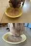 领先成猫尝鲜礼包主食级烘焙猫粮猫条餐盒汤包（新老款随机发货） 实拍图