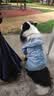 MIKI PAD狗狗雨衣全包四脚防水衣服春秋宠物中大型犬金毛萨摩耶防脏神器 蓝色暴力熊雨衣 4XL（建议背长54cm以内，建议体重30-40斤） 实拍图