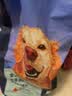 比瑞吉狗粮爱不将就小型中大型金毛成犬狗粮牛肉味16kg添加鱼油原料透明 实拍图