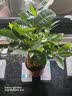 萌肉居发财树盆栽招财花卉绿植常绿桌面植物三杆发财树+早安盆源头直发 实拍图