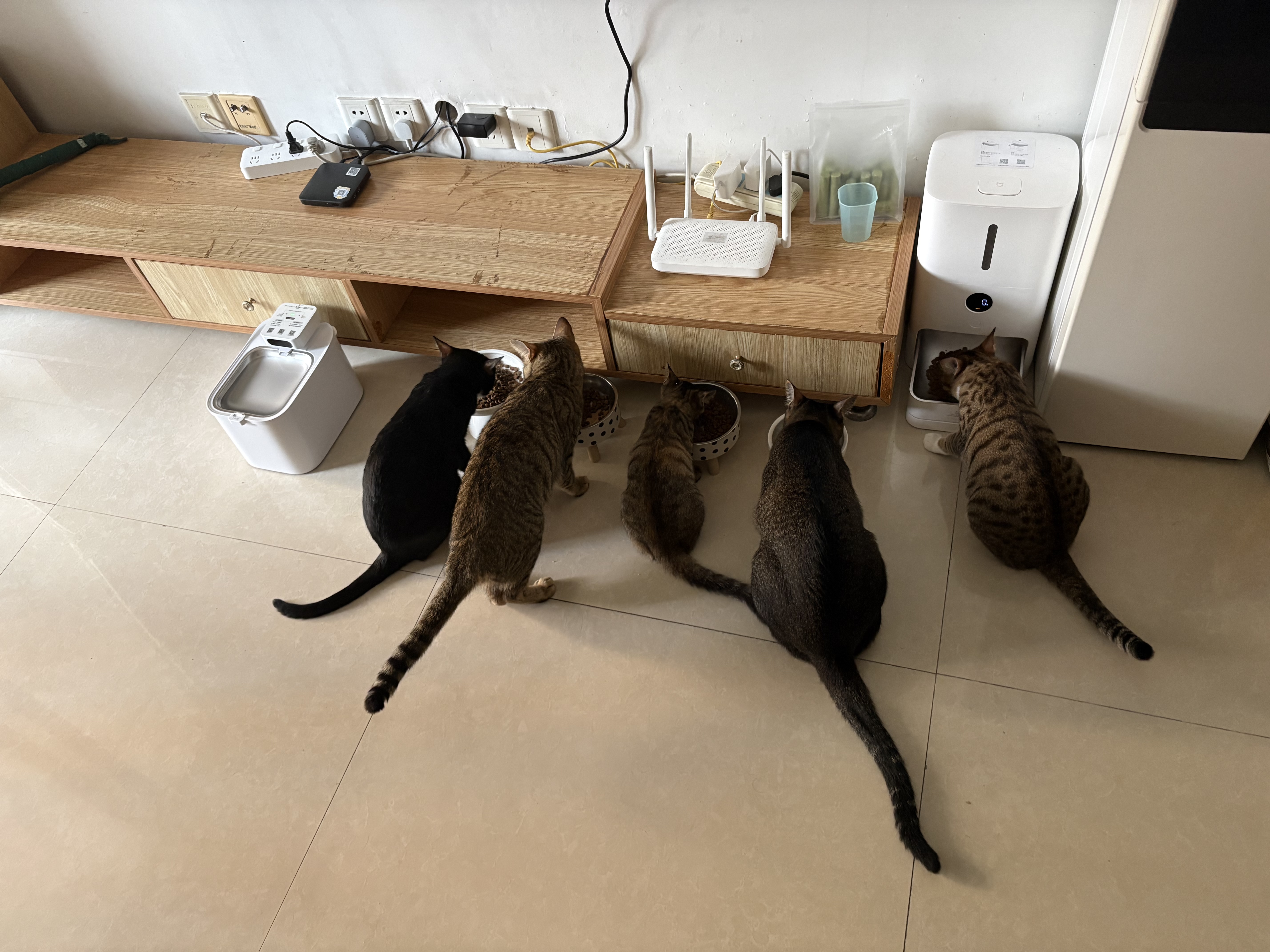 皇家猫粮 幼猫猫粮K36-适用于12月龄50g*3 实拍图
