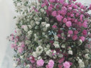 爱满（AIMAN）云南直发干花花束真花家居摆设装饰小清新客厅办公室摆件风干花束 白色+粉色 满天星 不带花瓶 实拍图