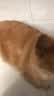 京东京造狗粮老年犬中大型高鲜肉鲜蒸7岁+抗初老护关节易消化狗粮2kg 实拍图