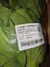 上海青约500g(油菜) 实拍图