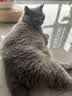 美士麦克斯成猫天然鲜肉猫粮1.8kg鸡肉味布偶蓝猫橘猫加菲英短全价粮 实拍图