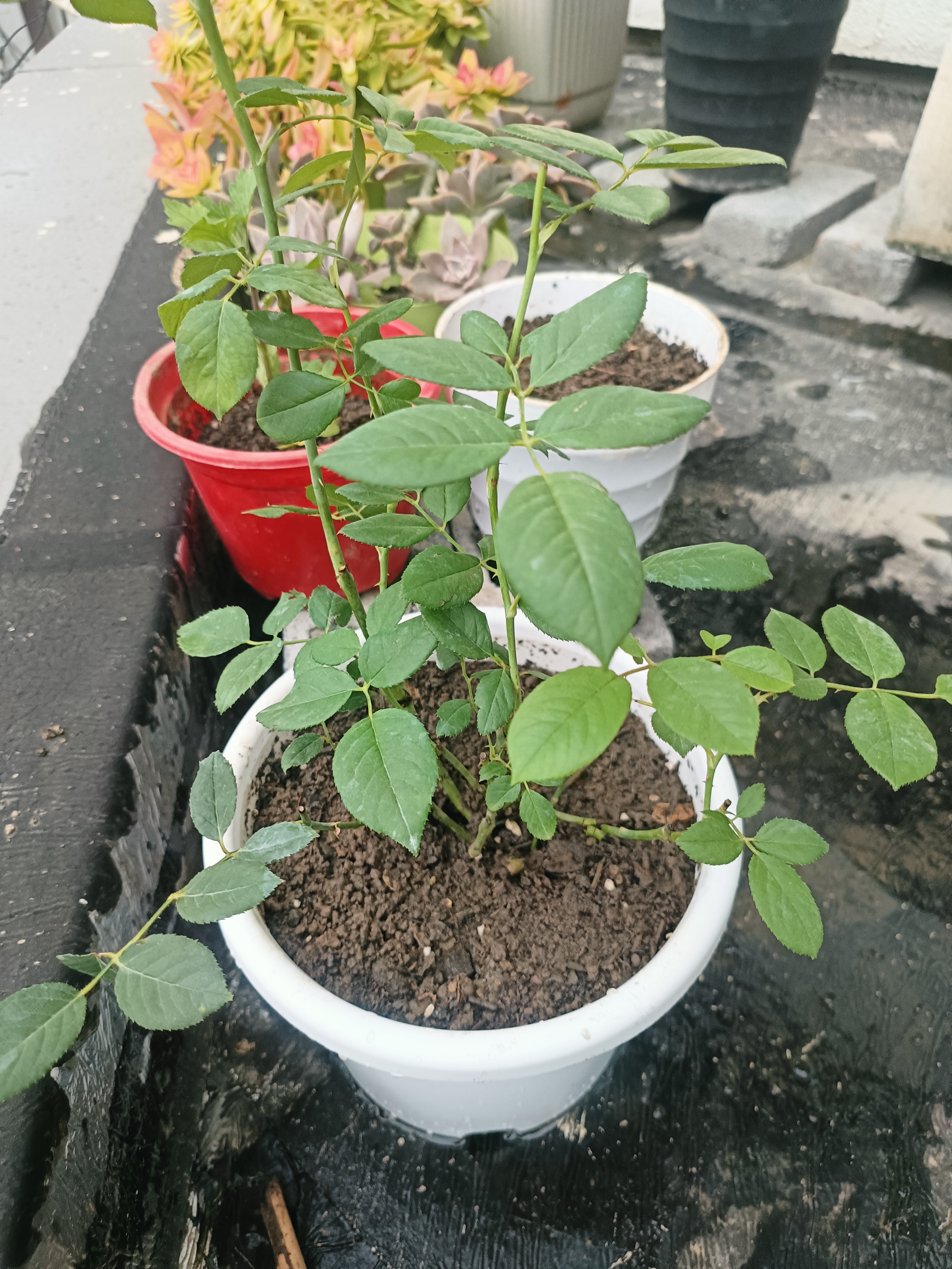 天狼月季庭院阳台盆栽玫瑰蔷薇好养花卉新手推荐耐寒耐热绿植花苗 和娇 1.2升 实拍图