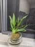 劉閣蘭花5色可选 水培梦香兰花苗带盆发货香水文心兰奶油味室内花卉盆栽草 【带4支生花剑】粉色文心兰 带焦绿玻璃盆 实拍图
