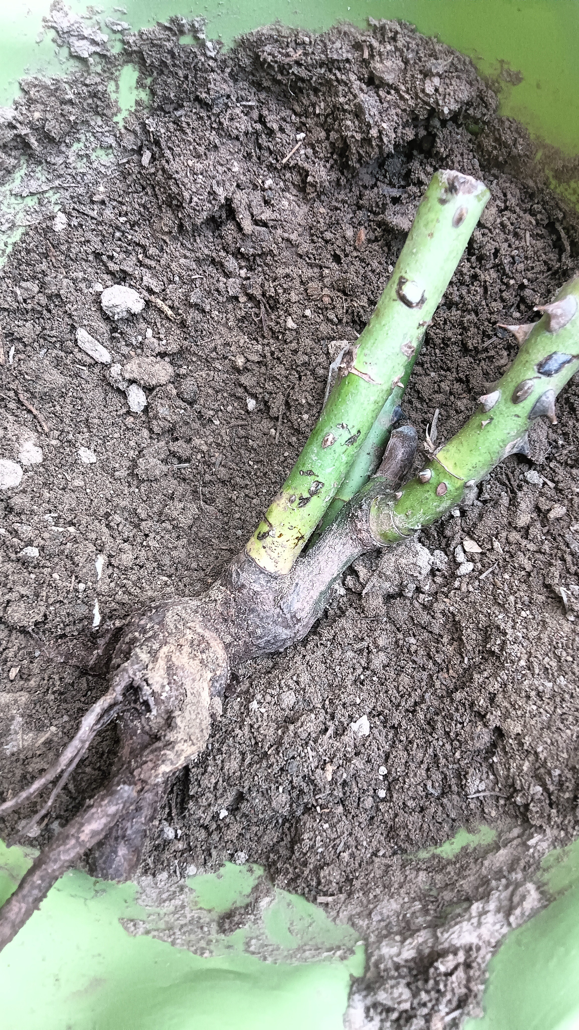 玫瑰花苗老桩绿植物盆栽月季蔷薇老根室内外阳台庭院特大花卉四季 26黑巴克（老桩苗四季开花） 实拍图
