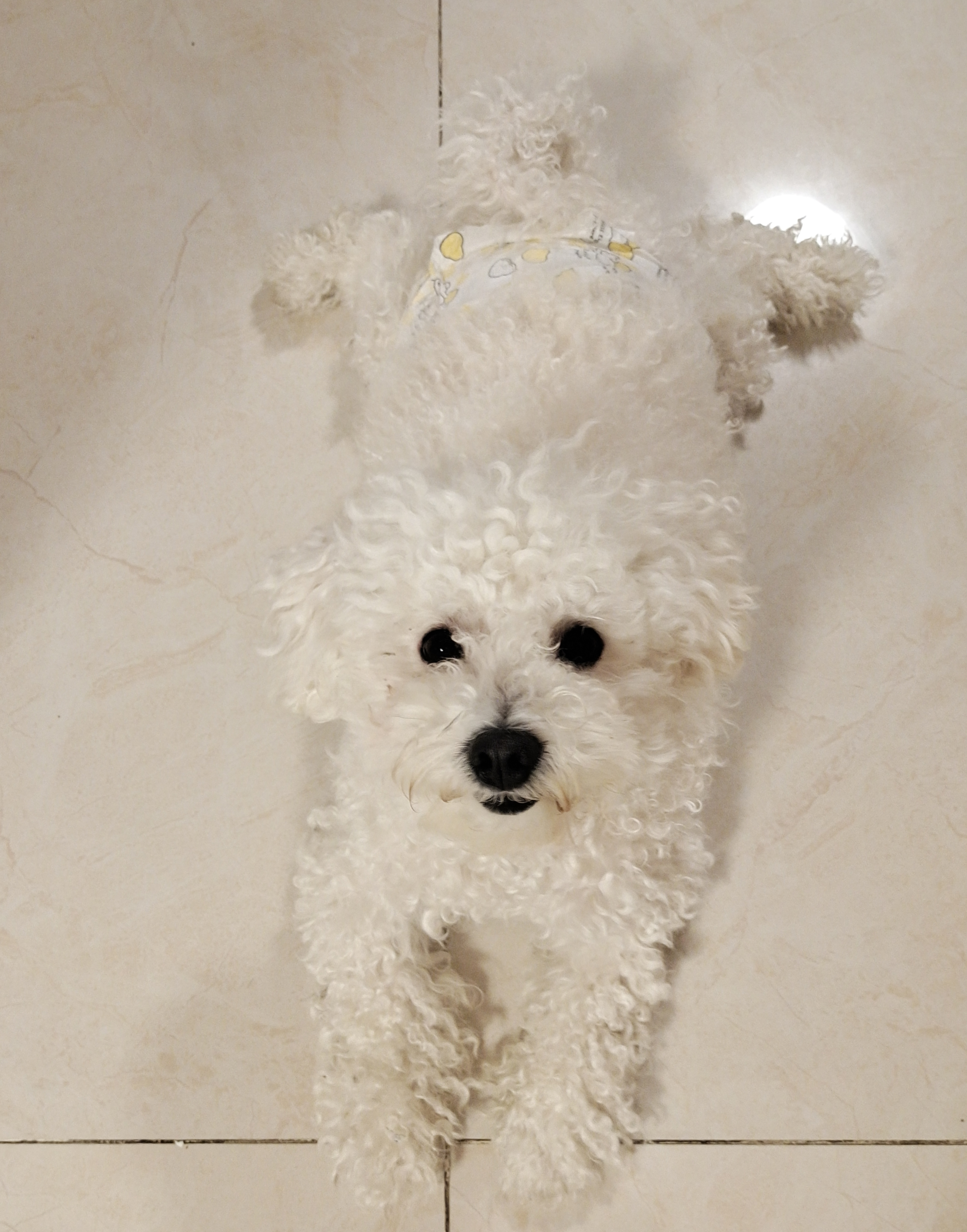 麦富迪 狗狗零食 清口香混合味220g成幼犬磨牙棒训练奖励洁齿宠物零食 实拍图