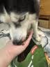 京东京造狗粮老年犬中大型高鲜肉鲜蒸7岁+抗初老护关节易消化狗粮2kg 实拍图