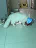 皇家猫粮 成猫猫粮 室内长毛猫 ILH35 通用粮 1-7岁 4.5KG 实拍图