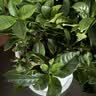 花翁苔藓球栀子花盆栽四季开花卉水培植物室内绿植好养易活茉源头直发 实拍图
