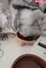 皇家猫粮 美短成猫粮 ASA31 通用粮 12月以上 4.5KG 实拍图