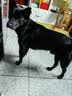 WEYES冻干7拼混合桶500g宠物猫狗零食冻干鸡肉鸡胸肉鸭肉粒营养补充 实拍图