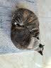 伯纳天纯冻干双拼猫粮生鲜三种鱼深海御鲜三文鱼美毛猫粮11kg囤货装 实拍图