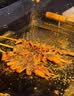 游牧御品大鱿鱼5串 铁板鱿鱼须 烤串烤肉 烧烤食材 火锅串 脆爽海鲜350g 实拍图