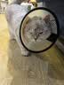 欢宠网伊丽莎白圈猫宠物狗猫咪狗狗绝育软项圈头套脖套防舔防咬脖圈幼猫 实拍图