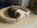 冠能猫粮成猫猫粮鸡肉味2.5kg 雀巢全价猫粮 稳固免疫 实拍图