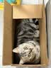 普安特宠物猫咪驱虫药体外驱虫滴剂幼猫跳蚤寄生虫非泼罗尼爱滴克 实拍图