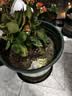 九千谷加仑花盆高款3加仑 花盆加仑盆加厚塑料种花种菜盆 带托盘1213 实拍图