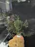 疯狂水草（FKSC）鱼缸水草蜈蚣草鱼缸造景专用真水草懒人水培植物净化水质直接入缸 【赛级精选】鹿角茸+红菊花+绿菊花 实拍图