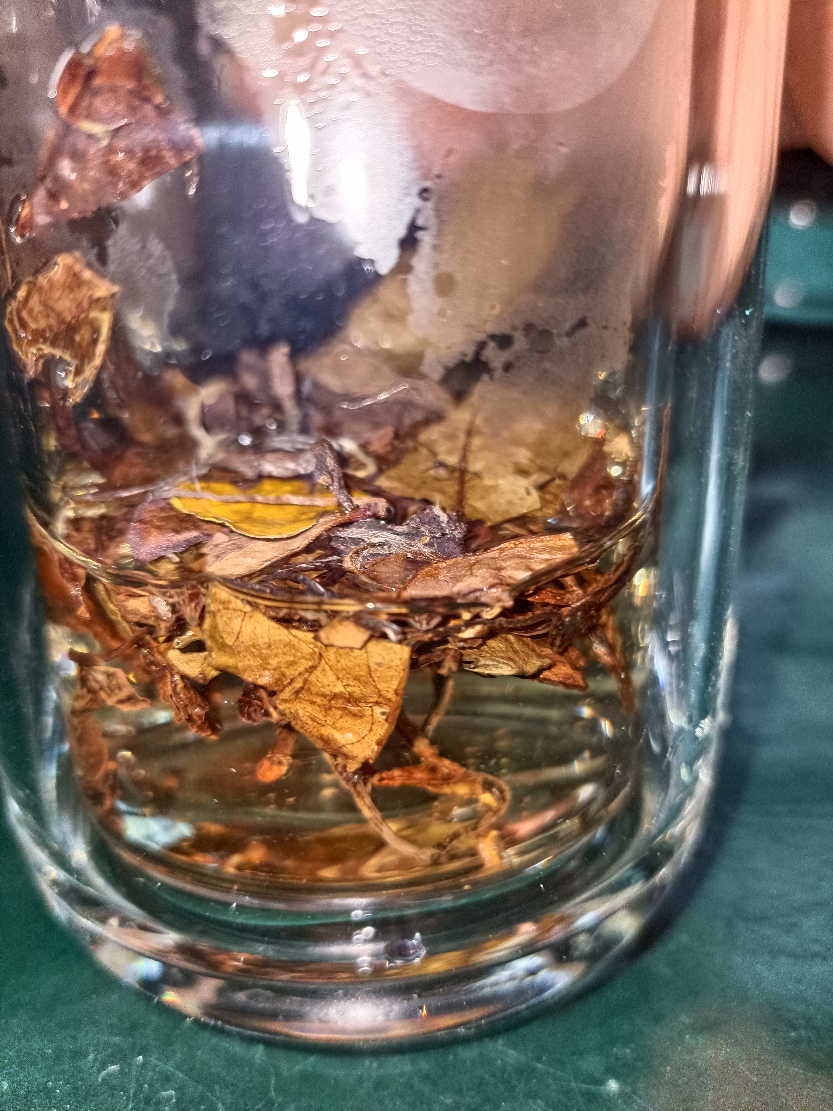 福东顺福鼎白茶 老寿眉白茶饼生晒年贡眉老树茶叶350g 自己喝送礼送长辈 实拍图
