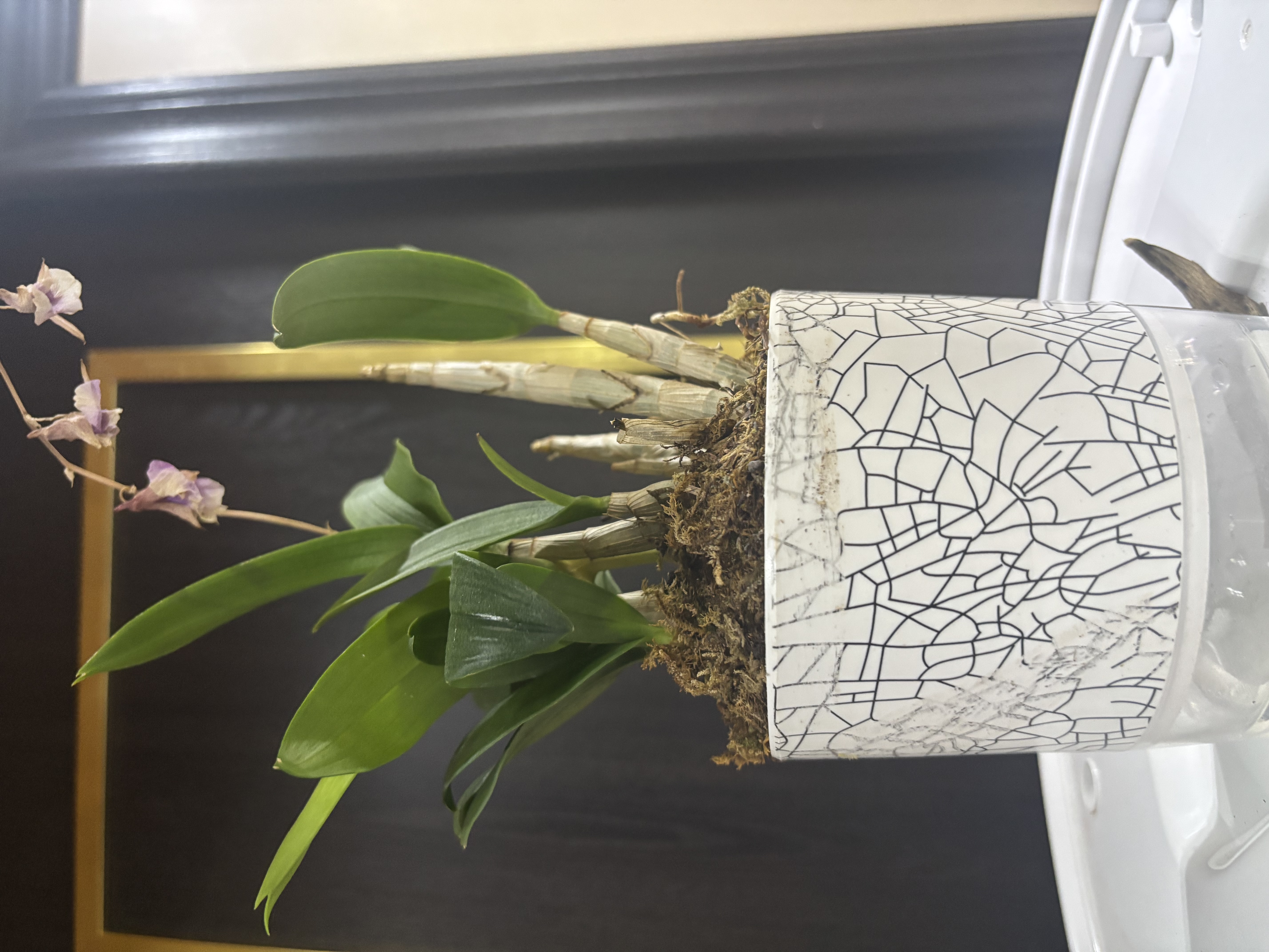 劉閣蘭花紫云石斛兰花盆栽室内桌面花卉 2盆10苗当年开花配懒人盆源头直发 实拍图