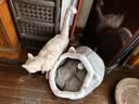 喵仙儿猫窝四季通用狗窝蒙古包猫屋保暖小型犬宠物用品 XL码升级款 实拍图