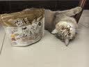 地狱厨房（Hell's Kitchen）猫零食鸡胸肉蛋黄鸡肝猫狗通用大满足鸡肉混合冻干100g*5 实拍图