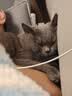 皇家（ROYAL CANIN）泌尿道处方猫粮LP34稀释尿液溶解鸟粪石结石猫全价处方粮3.5KG 实拍图