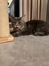 皇家（ROYAL CANIN）幼猫肠道处方猫粮GIK35健康成长消化支持肠胃调理1-4月配方粮1KG 实拍图