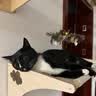 贵为（GiGwi）小鸟发声逗猫玩具小猫咪幼猫自嗨解闷神器磨牙耐咬宠物玩具逗猫棒 实拍图