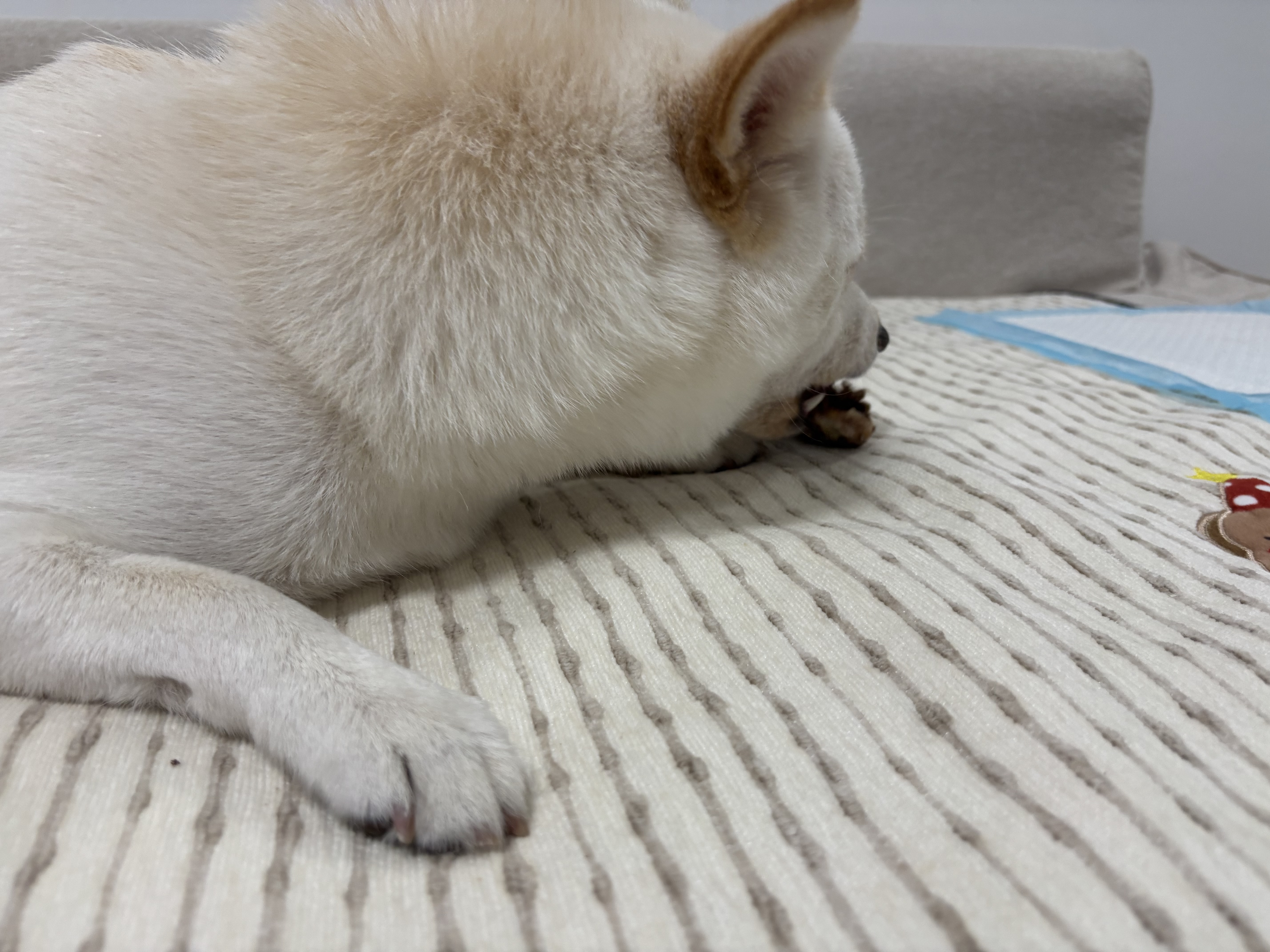 ZEAL真致新西兰进口狗零食风干鹿小腿300g成幼犬宠物零食磨牙洁齿肉干 实拍图