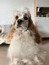皇家狗粮 成犬狗粮 犬粮 宠物小型犬 PR27 全价犬粮≥10月8KG 实拍图