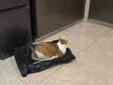 【京东快递】猫抓板磨爪猫窝椭圆形猫抓盆猫抓板巨大耐磨特大号 椭圆65cm巨无霸更大更宽【随机花边】 下单送猫薄荷 实拍图