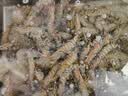 森农乐舟山竹节虾鲜活斑节虾特大九节虾冷冻野生大虾基围虾黑虎虾海虾类 1500g(净重)  13-16cm【14-18头/斤】 实拍图