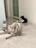 皇家猫粮 成猫猫粮 室内长毛猫 ILH35 通用粮 1-7岁 4.5KG 实拍图