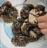 【活蟹】蟹叁钳庄 全母大闸蟹 去绳足重2.5-2.8两 10只鲜活现货螃蟹中秋国庆礼盒 实拍图
