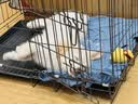 腆宠狗笼狗窝猫笼狗笼子中小型犬带厕所猫笼子大号家用室内狗围栏兔笼 实拍图