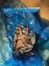 美加佳头籽熟冻北极甜虾净重3斤 规格80/100 头籽率50% 熟冻火锅聚餐 实拍图
