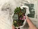 绿荫巷子多肉植物组合盆栽陶瓷花盆肉肉办公室内桌面阳台水果图案伴手礼 【粉色陶瓷提篮】8颗随机不重复 实拍图