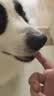 红狗营养膏120g*3支猫咪狗狗宠物幼猫犬维生素增强免疫乳铁蛋白牛初乳 实拍图
