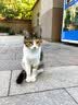 WEYES冻干鸭小胸350g桶装宠物猫狗零食大礼包营养适口性好 实拍图