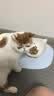 皇家猫粮 室内成猫粮 I27 通用粮 12月以上 2KG 实拍图